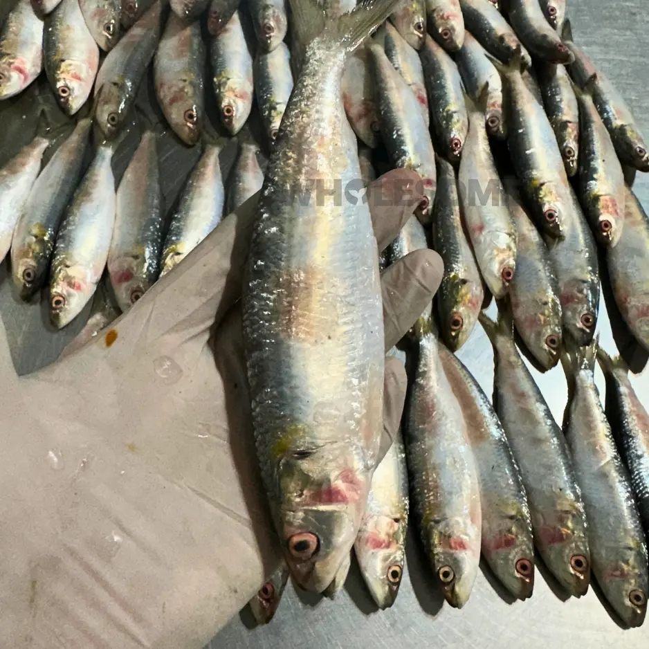 Sardine (Luar) - Image 2