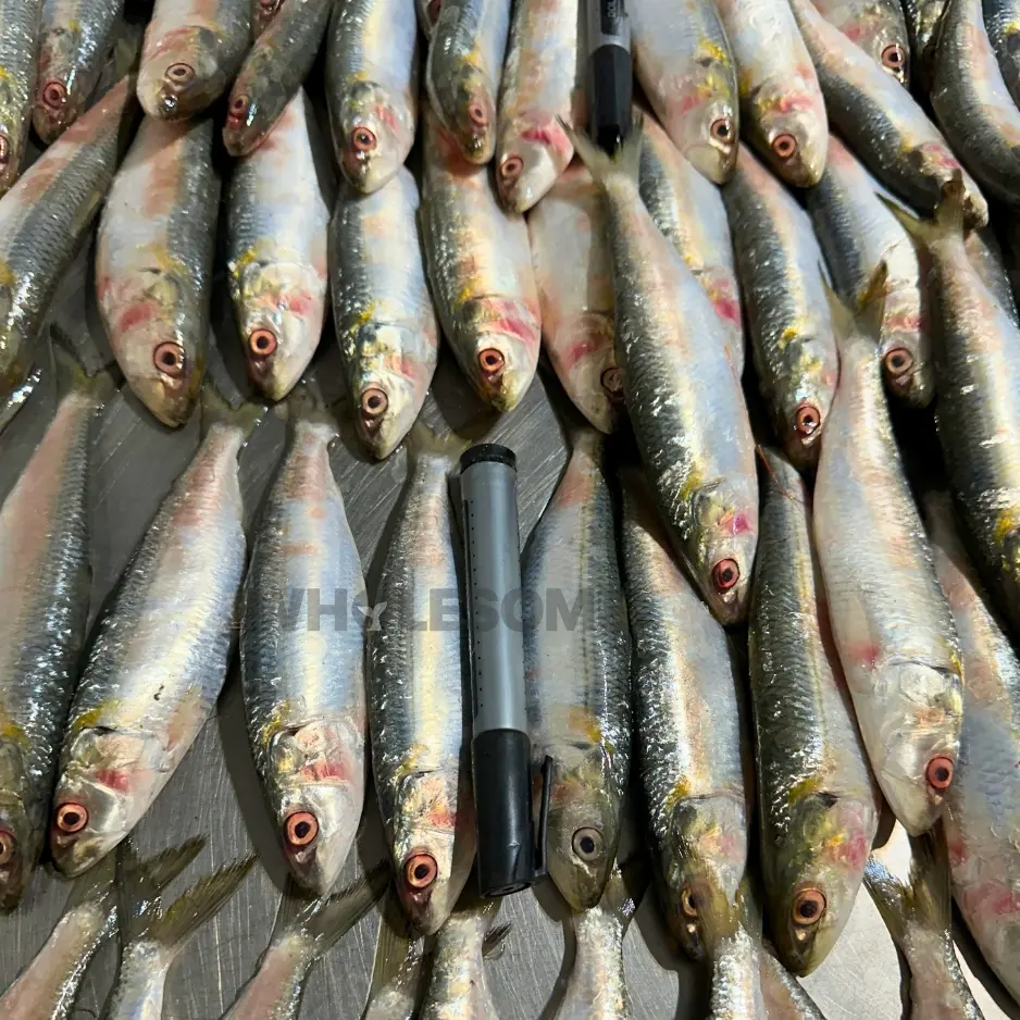 Sardine (Luar) - Image 3