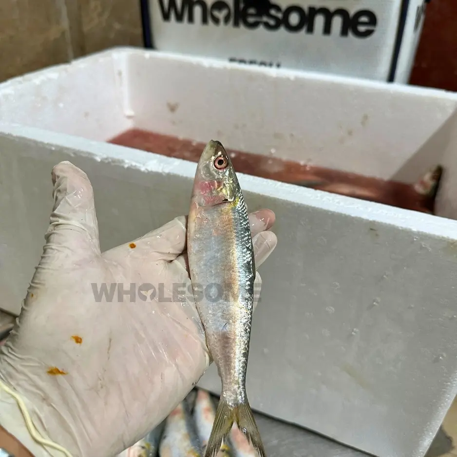 Sardine (Luar) - Image 5