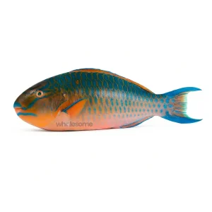Fresh Parrotfish (Hareed/Popat) – Colorful Reef Fish – Online Delivery in Pakistan – Wholesome Seafood
