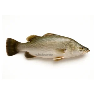 Fresh Barramundi (Dangri) Fish – Also Known as Barramundi – Online Delivery in Pakistan – Wholesome Seafood