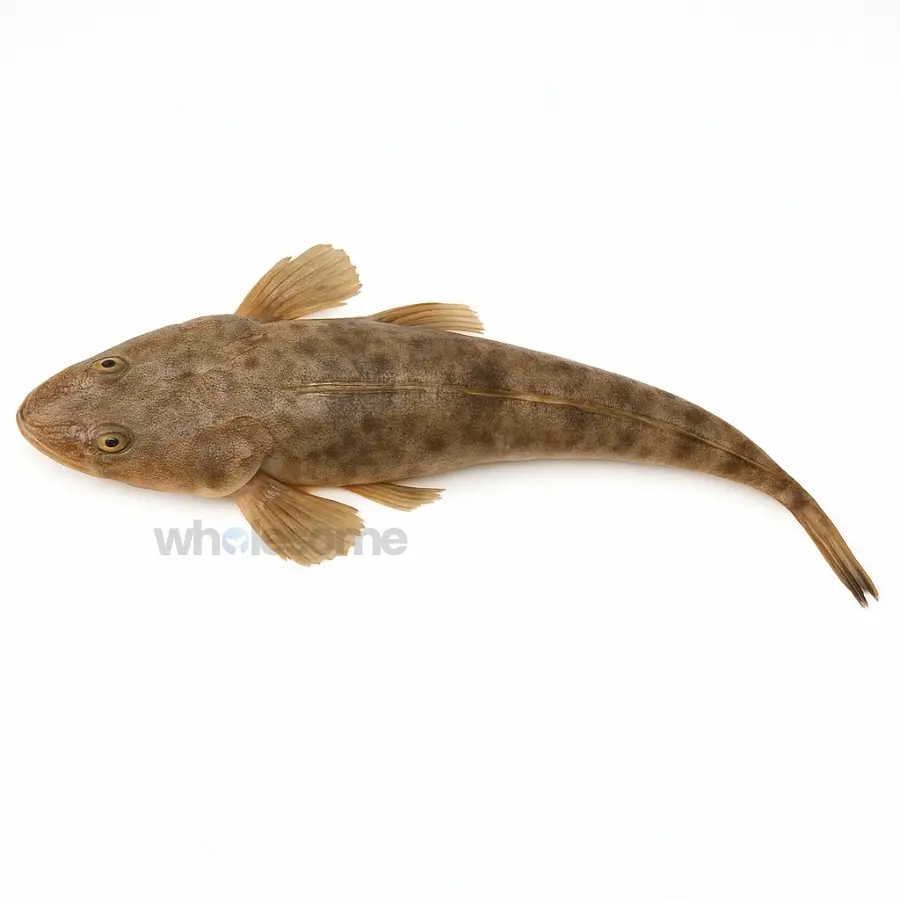 Fresh Bartail Flathead Kukkar Fish – Unique Shape & Rich Flavor – Online Delivery Pakistan – Wholesome Seafood
