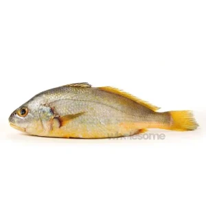Fresh Bengal Crovina Goli Mushka Fish – Thick White Meat – Online Delivery in Karachi, Lahore & Pakistan – Wholesome Seafood