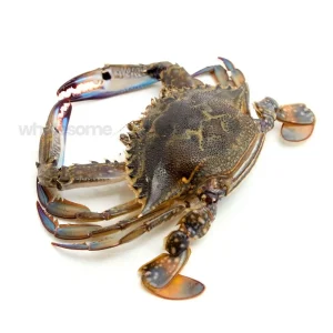 Fresh Blue Swimmer Crab Whole – Online Delivery in Karachi, Lahore, Other Cities – Wholesome Seafood