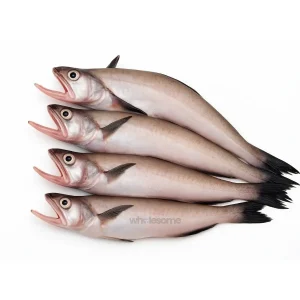 Fresh Bombay Duck Bombil – Soft & Delicate Fish – Online Delivery in Karachi, Lahore & Pakistan – Wholesome Seafood