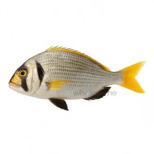 Fresh Bridled Seabream Captain Fish – Clean White Meat – Online Delivery in Karachi & Lahore – Wholesome Seafood