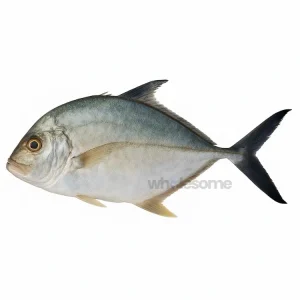 Fresh Coastal Trevally Pattal Fish – Lean White Fish – Online Delivery Pakistan – Wholesome Seafood