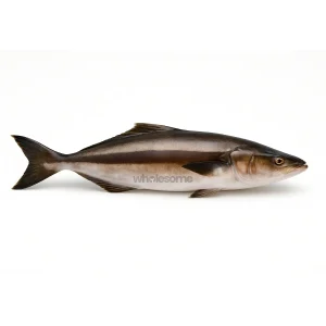 Fresh Cobia Sangra Fish – Firm White Meat – Online Seafood Delivery in Karachi & Lahore – Wholesome Seafood