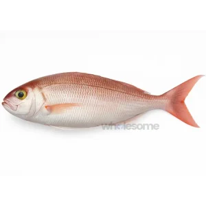 Fresh Crimson Jobfish Khopra – Pinkish White Meat Fish – Online Delivery in Pakistan – Wholesome Seafood