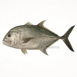 Fresh Giant Trevally Kakkar Fish – Firm White Meat – Online Delivery Pakistan – Wholesome Seafood