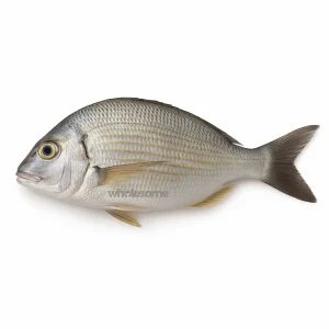 Fresh Goldlined Bream (Kapartan) Fish – Firm White Meat – Online Seafood Delivery in Karachi & Lahore – Wholesome Seafood