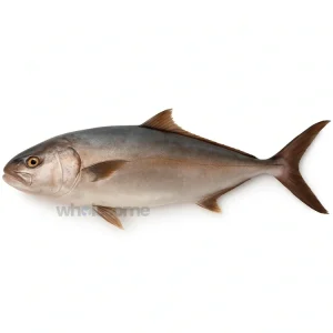 Fresh Greater Amberjack (Safi) – Large Predator Fish – Online Delivery in Pakistan – Wholesome Seafood