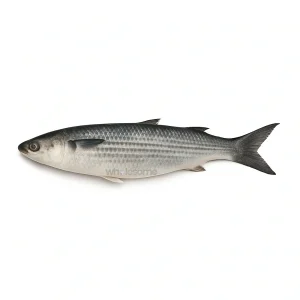 Fresh Greenback Mullet Boi – Soft White Flesh – Online Seafood Delivery Pakistan – Wholesome Seafood