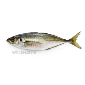 Fresh Torpedo Scad (Kawwa) Fish – Whole or Cleaned – Online Delivery in Karachi & Lahore – Wholesome Seafood