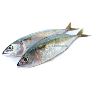 Buy Fresh Indian Mackerel (Bangda) Online – Bangda Fish – Wholesome Seafood Pakistan