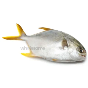 Fresh Indian Pompano Sonaf Fish – Mild White Flesh – Online Seafood Delivery in Pakistan – Wholesome Seafood