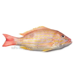 Fresh Indian Snapper Kanalcha Fish – Whole or Cleaned – Online Delivery in Pakistan – Wholesome Seafood