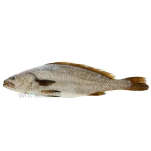 Fresh Japanese Meagre Sua Fish – Firm White Meat – Online Seafood Delivery Pakistan – Wholesome Seafood