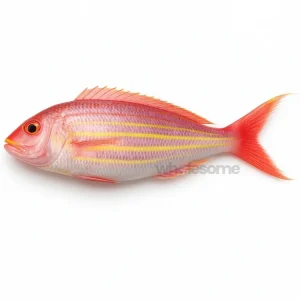Fresh Japanese Threadfin Bream Chakori – Whole or Cleaned – Online Delivery Pakistan – Wholesome Seafood