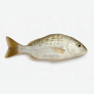 Fresh Javelin Grunter (Dhotar) Fish – Mild White Meat – Online Delivery in Karachi, Lahore & Pakistan – Wholesome Seafood