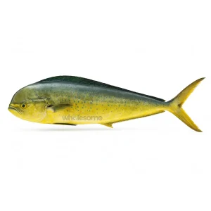 Fresh Mahi Mahi Amloshk/Amroz Fish – Online Seafood Delivery in Karachi & Lahore – Wholesome Seafood