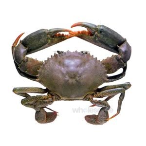 Fresh Mud Crab Whole – Online Delivery in Karachi, Lahore, Other Cities – Wholesome Seafood