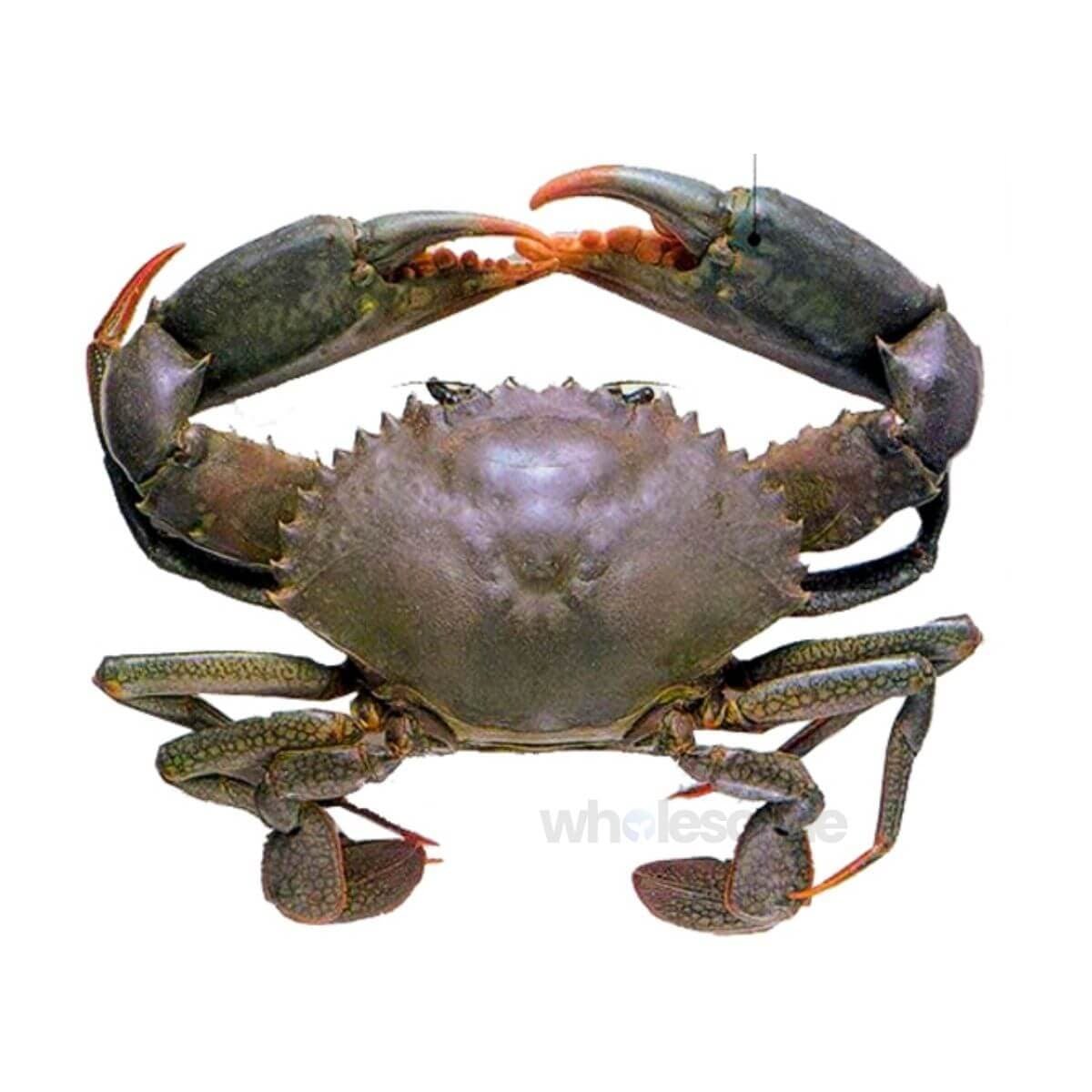 Fresh Mud Crab Whole – Online Delivery in Karachi, Lahore, Other Cities – Wholesome Seafood