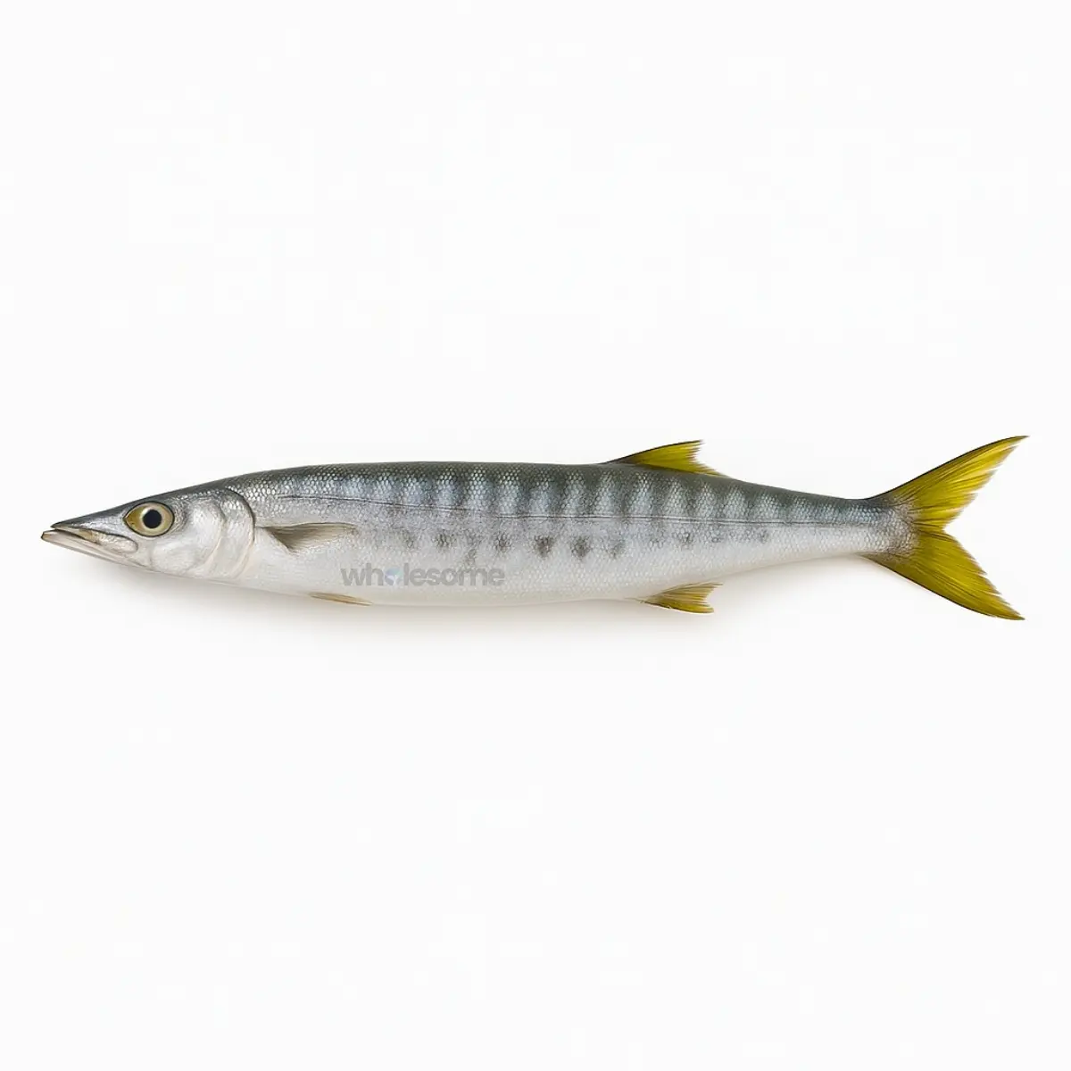 Fresh Pickhandle Barracuda Safaid Kund Fish – Premium White Meat – Online Delivery Pakistan – Daily Catch