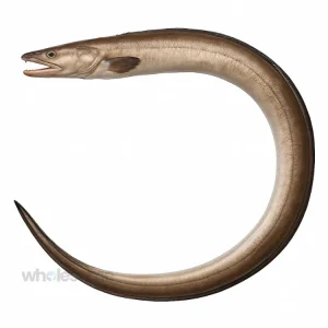 Fresh Pike Conger Baam Fish – Eel-Like Shape – Online Seafood Delivery in Pakistan – Wholesome Seafood