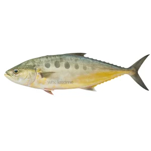 Fresh Queenfish (Saram) – Whole or Cleaned – White Meat Fish for Online Delivery in Pakistan – Wholesome Seafood