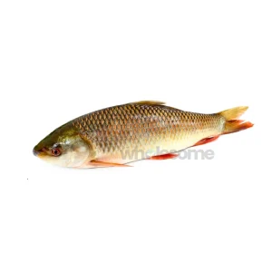 Fresh Rohu Carp Rahu Whole Fish – Online Delivery in Karachi & Lahore – Wholesome Seafood
