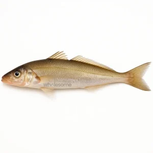 Fresh Silver Sillago Ladyfish – Soft Boneless White Fish – Online Delivery in Pakistan – Wholesome Seafood