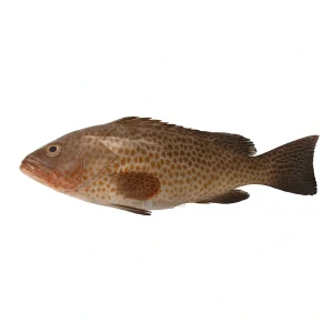 Fresh Smallscaled Grouper Chunni Gissar – Reef Cod Family – Online Seafood Delivery Pakistan – Wholesome Seafood