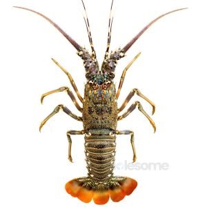 Fresh Spiny Lobster Whole – Online Delivery in Karachi, Lahore, Other Cities – Wholesome Seafood