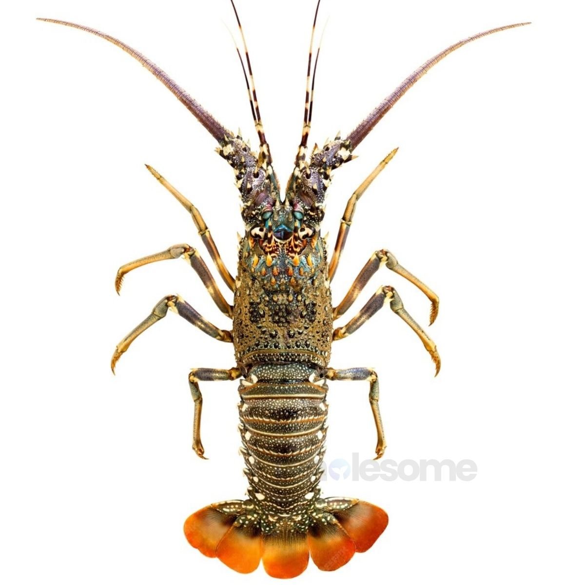 Fresh Spiny Lobster Whole – Online Delivery in Karachi, Lahore, Other Cities – Wholesome Seafood
