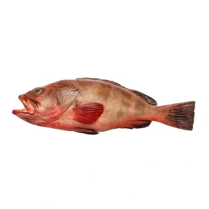 Fresh Reef Cod (Damba) – Firm White Meat – Online Delivery Pakistan – Wholesome Seafood