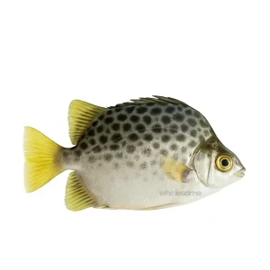 Fresh Spotted Scat Kui – Small Round Fish – Online Seafood Delivery Pakistan – Wholesome Seafood