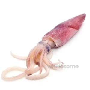 Fresh Squid Maiyya Whole and Cleaned – Online Delivery in Karachi, Lahore, Other Cities – Wholesome Seafood