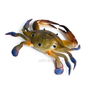 Fresh Three Spot Crab Whole – Online Delivery in Karachi, Lahore, Other Cities – Wholesome Seafood