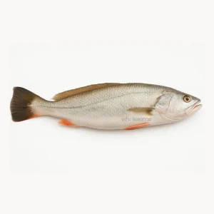 Buy Fresh Tigertooth Croaker (Mushka) Online – Mushka Fish – Wholesome Seafood Pakistan