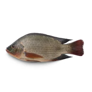 Fresh Tilapia Daiyya Chirra Whole and Cleaned – Online Delivery in Karachi, Lahore, Other Cities – Wholesome Seafood