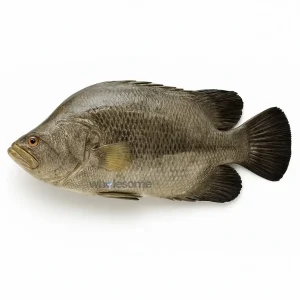 Fresh Tripletail Dai Fish – Thick White Meat – Online Delivery in Karachi & Lahore – Wholesome Seafood
