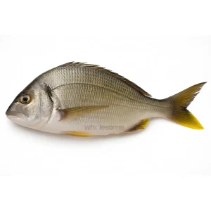 Buy Fresh Yellowfin Seabream (Safaid Dandia) Online – Safaid Dandia Fish – Wholesome Seafood Pakistan
