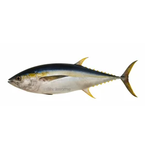 Fresh Yellowfin Tuna (Zardum) – Premium White Meat Fish for Sushi & Steaks – Online Delivery in Pakistan – Wholesome Seafood