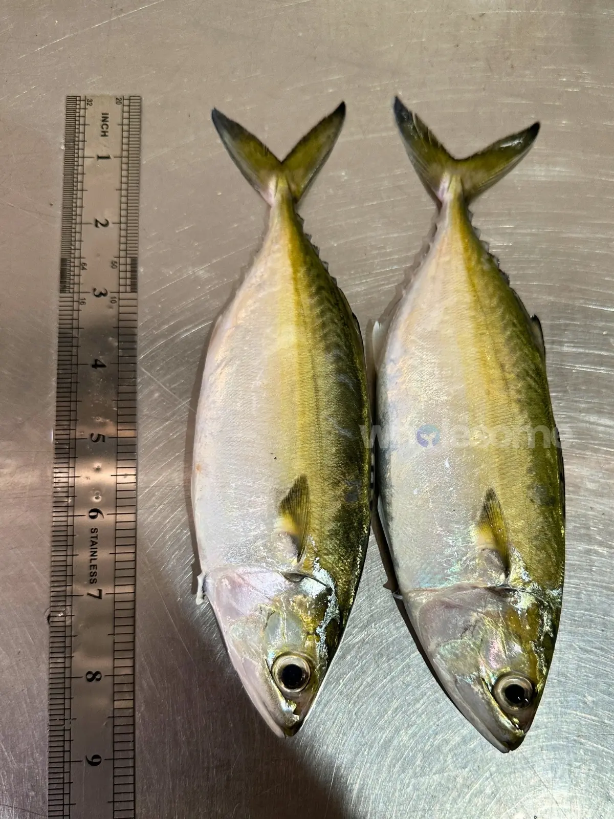 Indian Mackerel (Bangda) fresh fish from Karachi Fish Harbour available for online seafood order and home delivery by Wholesome Seafood.