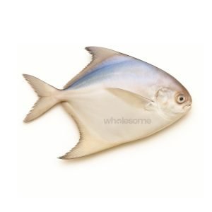 Buy Fresh White Pomfret Online – Safaid Paplet – Wholesome Seafood Pakistan