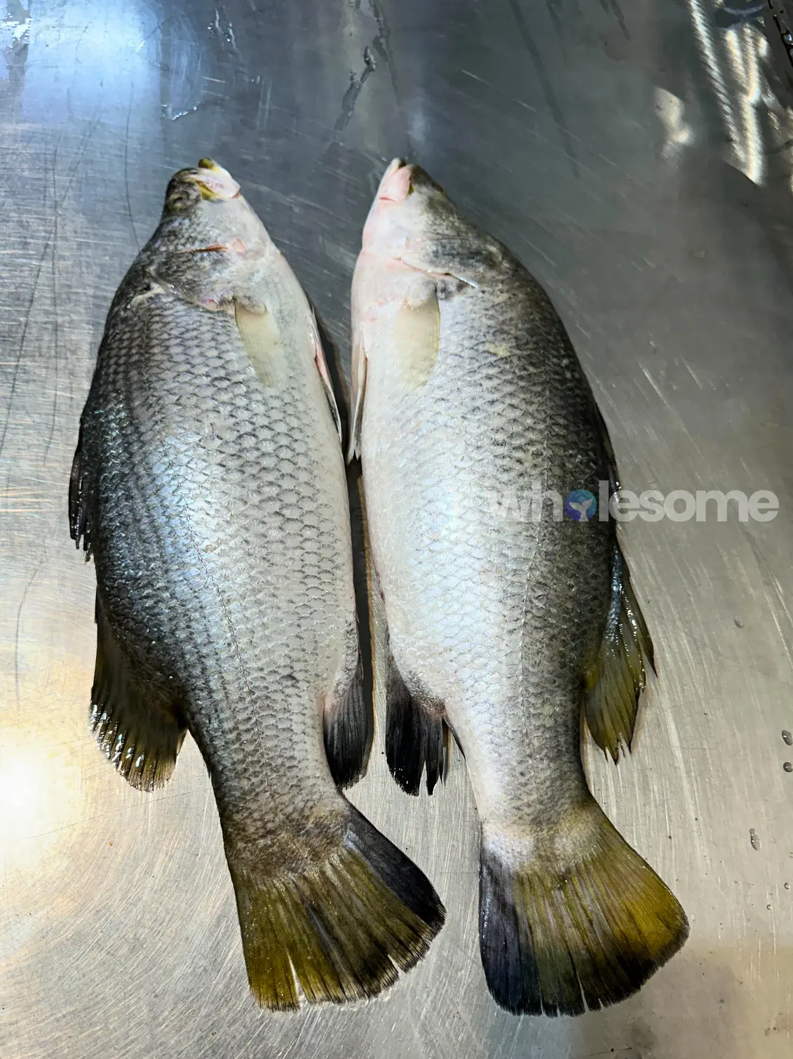 Barramundi (Dangri) fresh fish from Karachi Fish Harbour available for online seafood order and home delivery by Wholesome Seafood.