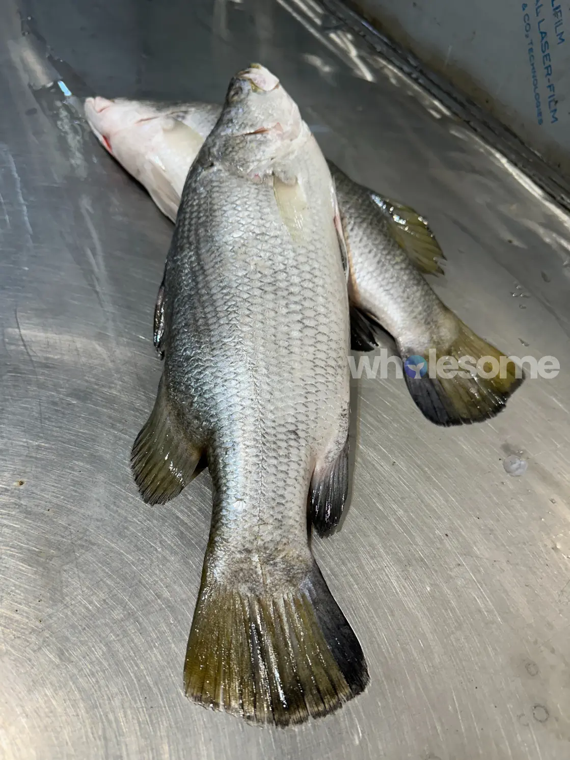 Fresh Barramundi (Dangri) whole fish sourced from Karachi Fish Harbour available for online seafood delivery by Wholesome Seafood.