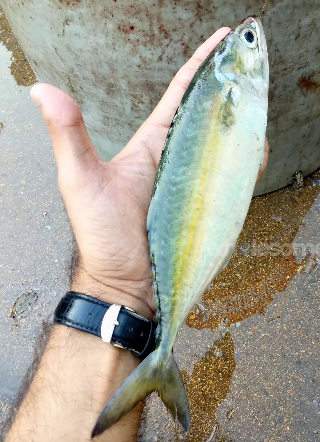Fresh Indian Mackerel (Bangda) whole fish sourced from Karachi Fish Harbour available for online seafood delivery by Wholesome Seafood.