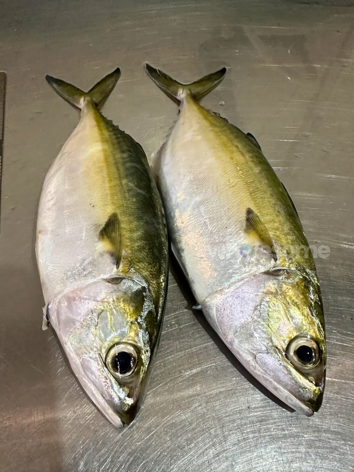 Whole Indian Mackerel (Bangda) fresh catch from the Arabian Sea prepared at Karachi Fish Harbour for delivery by Wholesome Seafood.